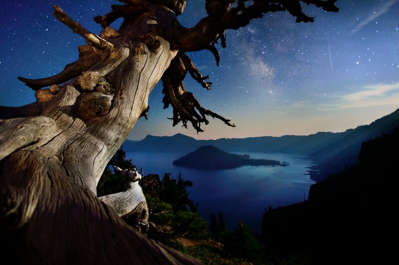 Driftwood Tree at Night