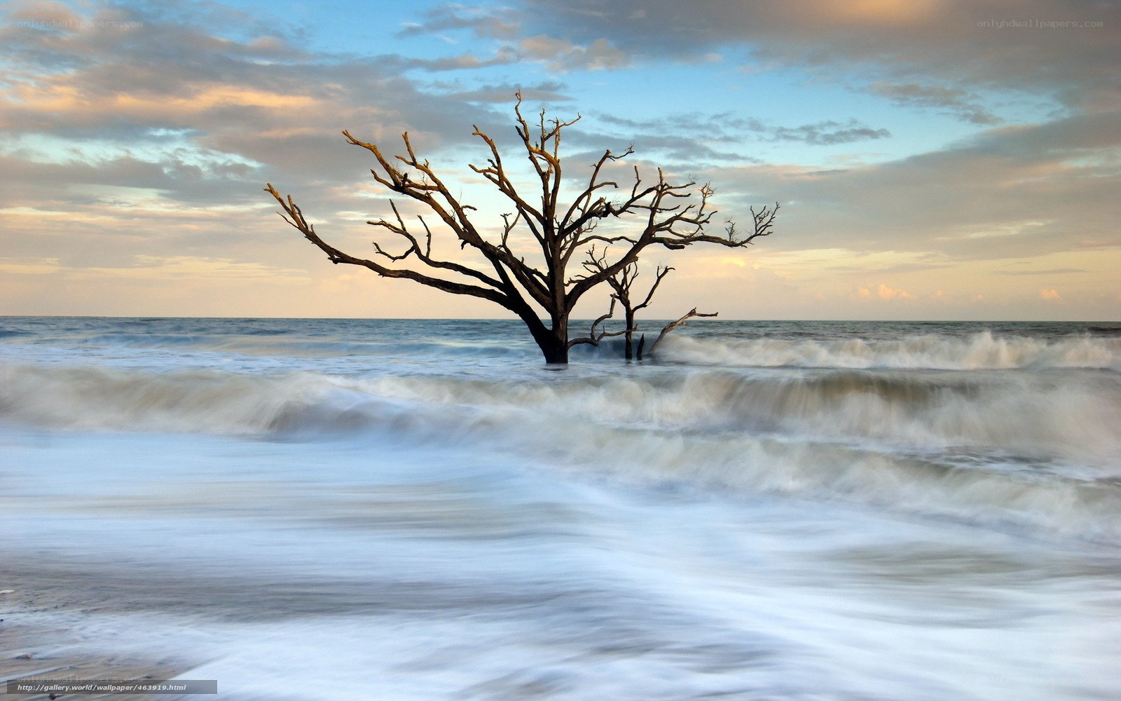 Driftwood tree at sunset