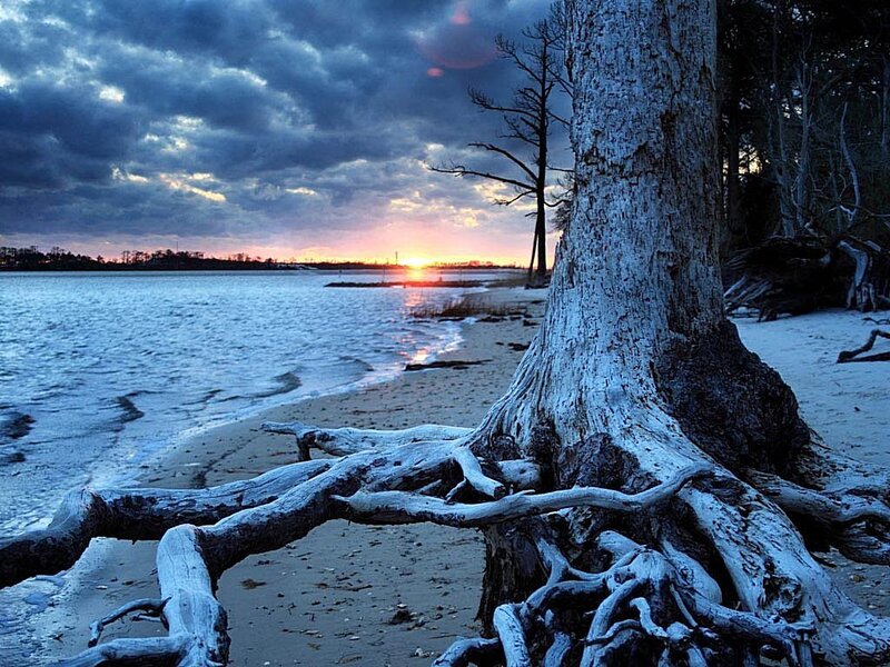 Driftwood tree at sunset