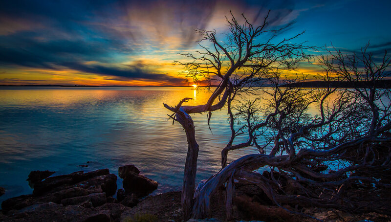 Driftwood Tree at Sunset — Blue