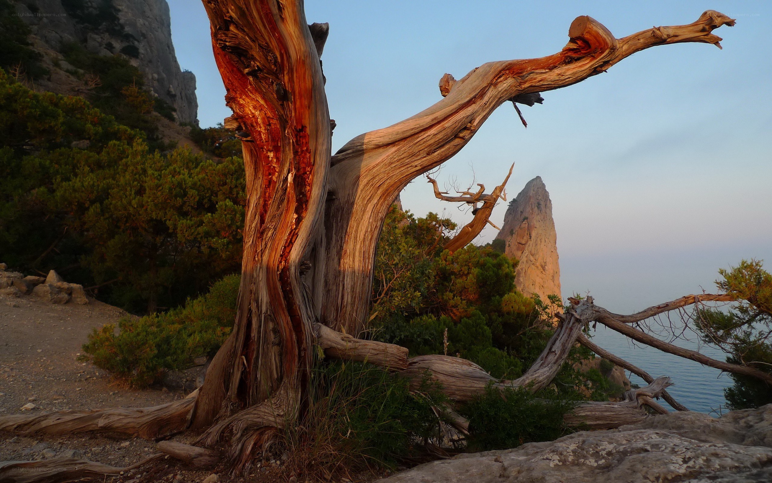 Driftwood tree by the sea