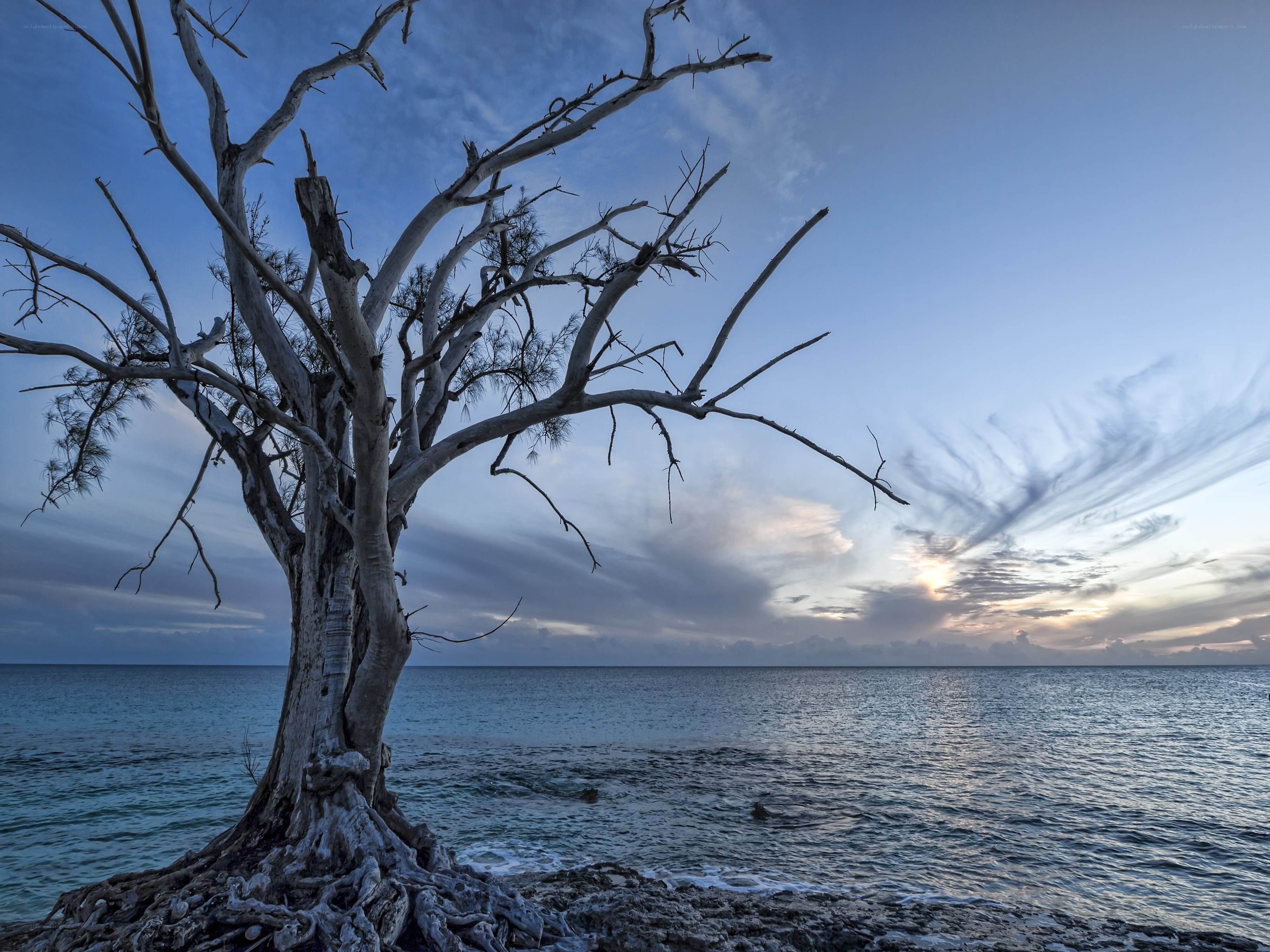 Driftwood tree by the sea