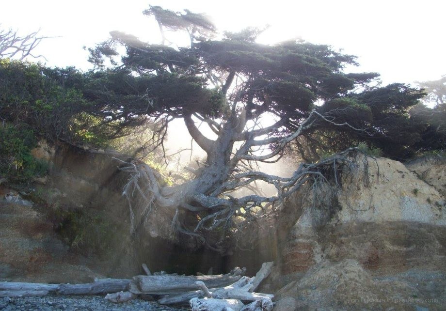 Driftwood tree on a rocky shore