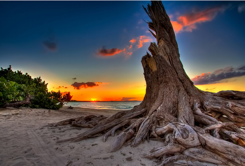Driftwood Tree on Beach — Blue