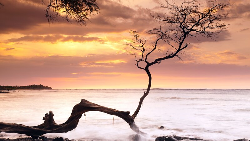 Driftwood Tree on Beach — Orange, Dramatic, Sunset, Photograph