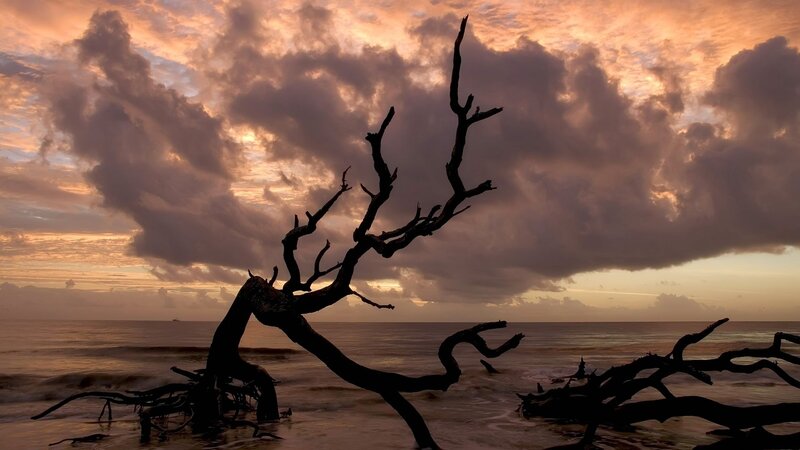 Driftwood Tree on Beach — Orange, Dramatic, Sunset