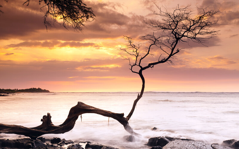 Driftwood Tree on Beach — Orange, Dramatic