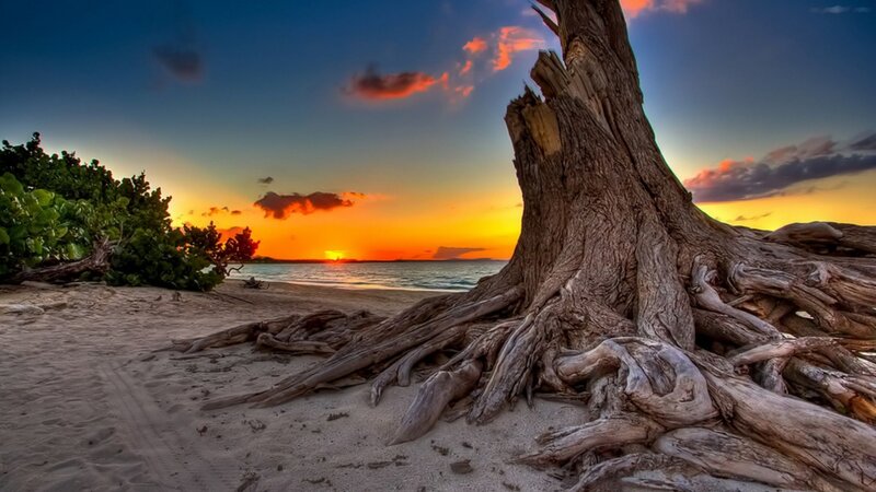 Driftwood Tree on Beach — Orange, Serene