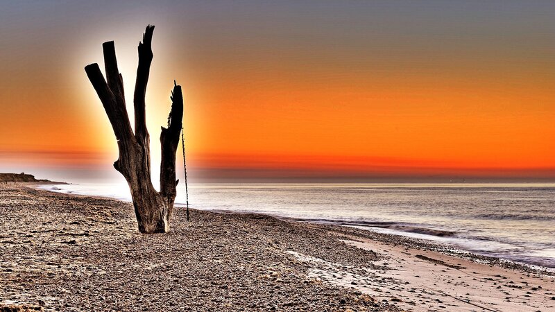 Driftwood Tree on Beach — Orange