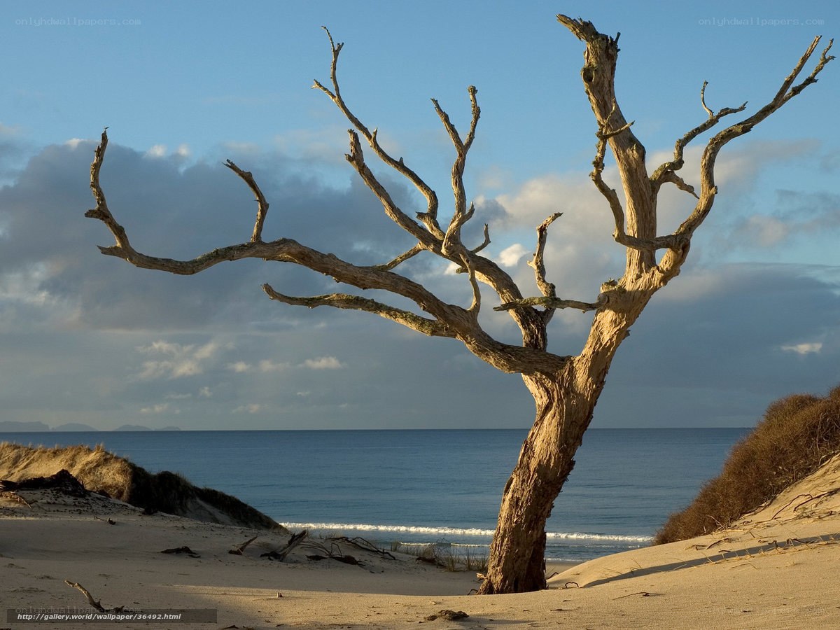 Driftwood tree on beach
