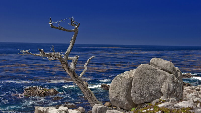 Driftwood Tree on Coast