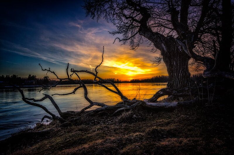 Driftwood Tree on Riverbank