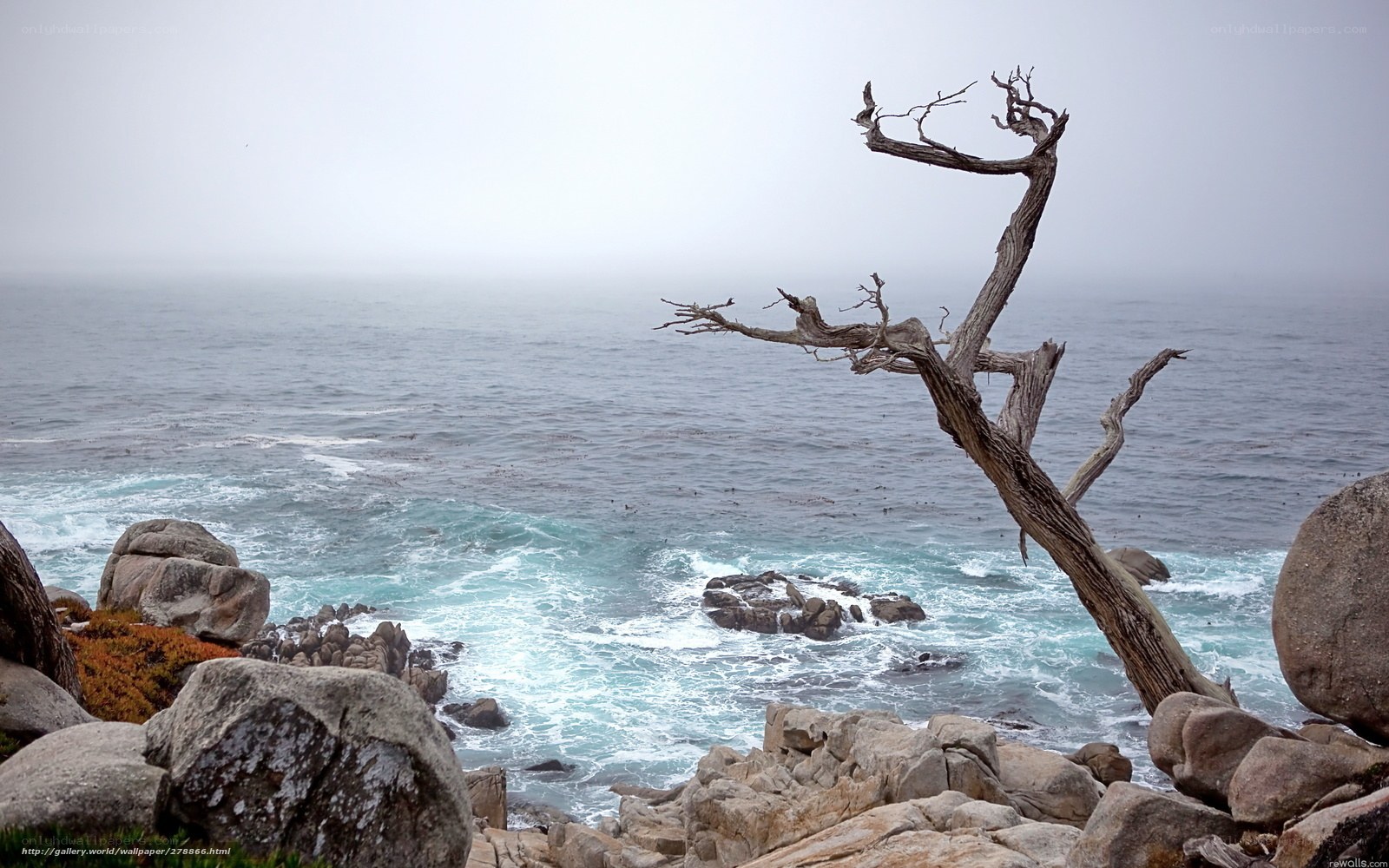 Driftwood tree on rocky coast