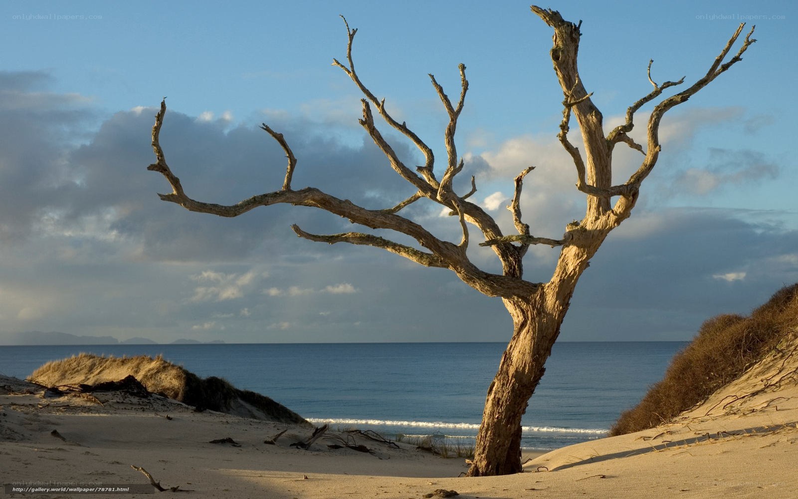 Driftwood tree on sandy beach