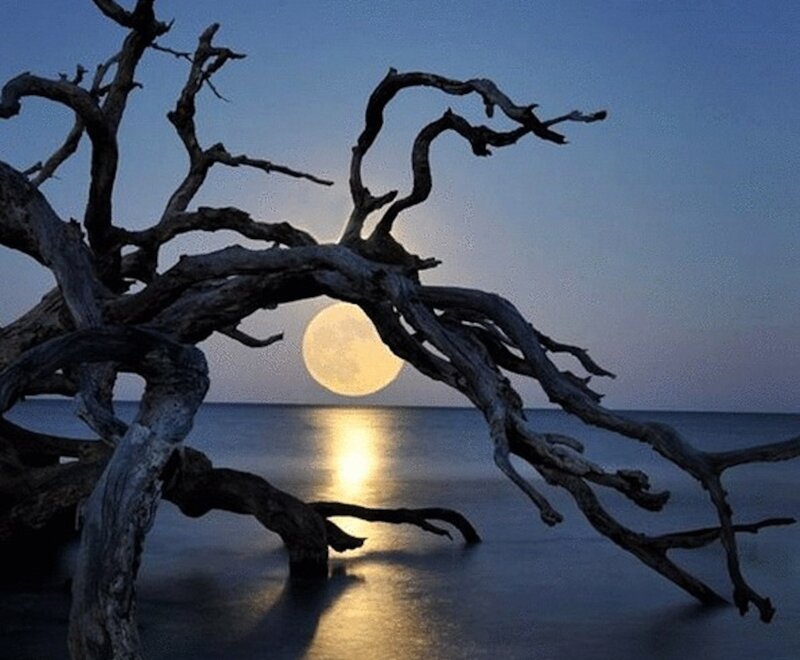 Driftwood Tree Silhouette