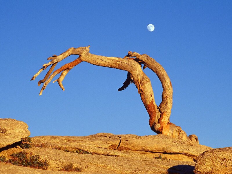 Driftwood tree with moon