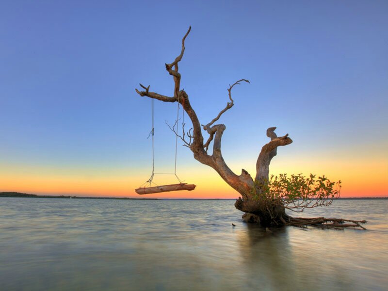 Driftwood Tree with Swing
