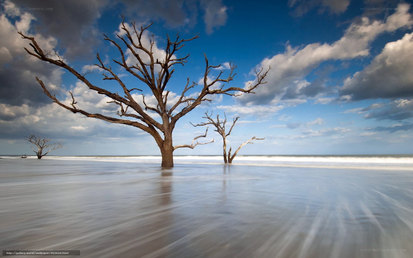 Driftwood trees on beach