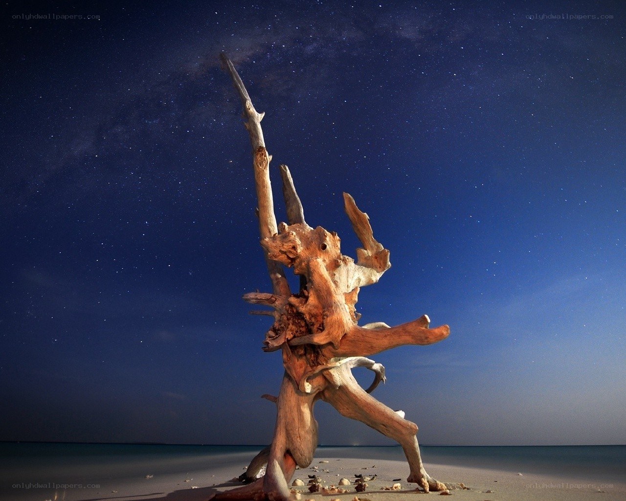 Driftwood under starry sky
