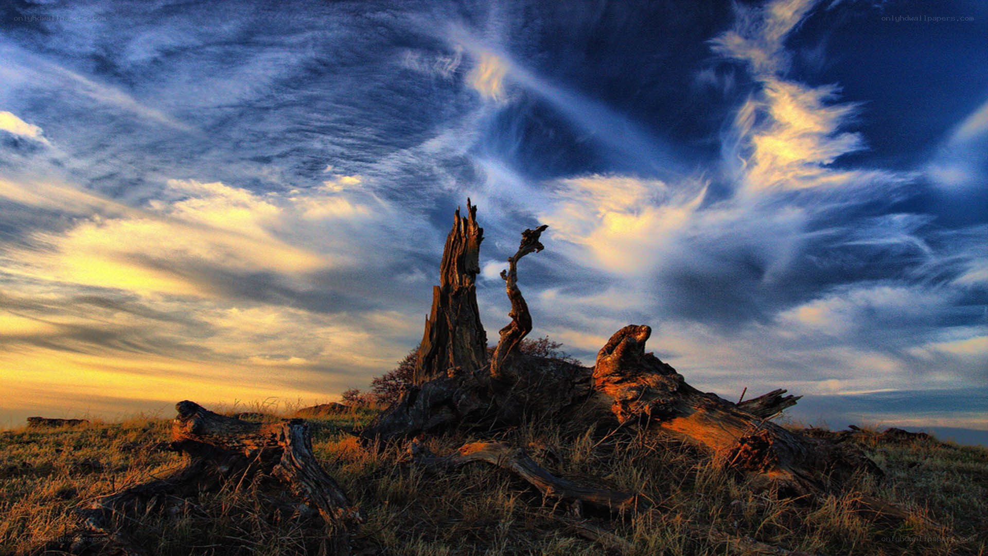 Driftwood under stormy sky