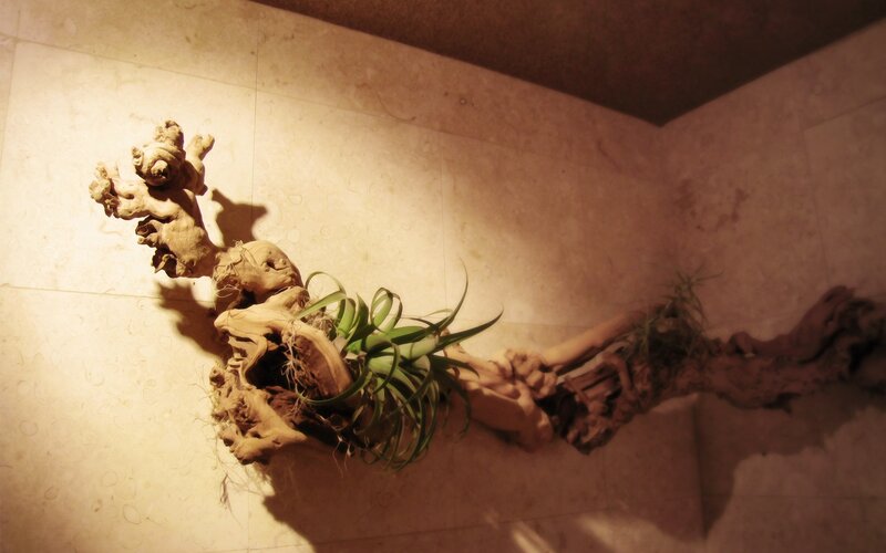 Driftwood with air plant display