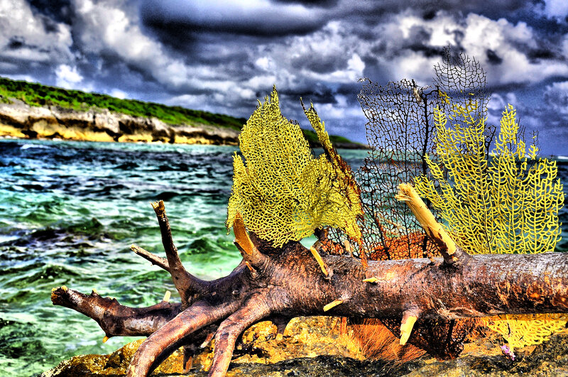 Driftwood with Sea Fans