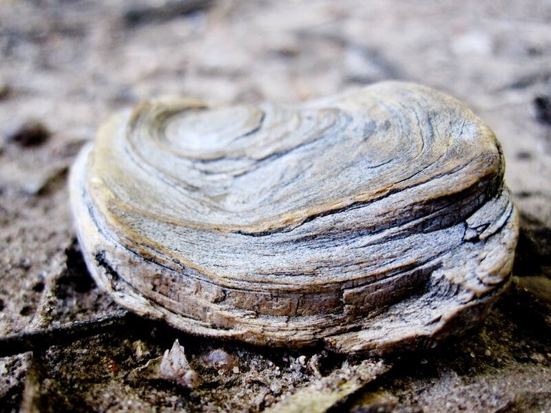 driftwood with spiral pattern