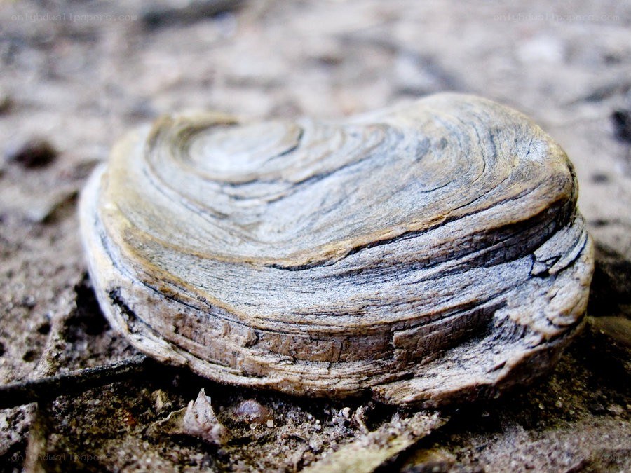 driftwood with spiral pattern