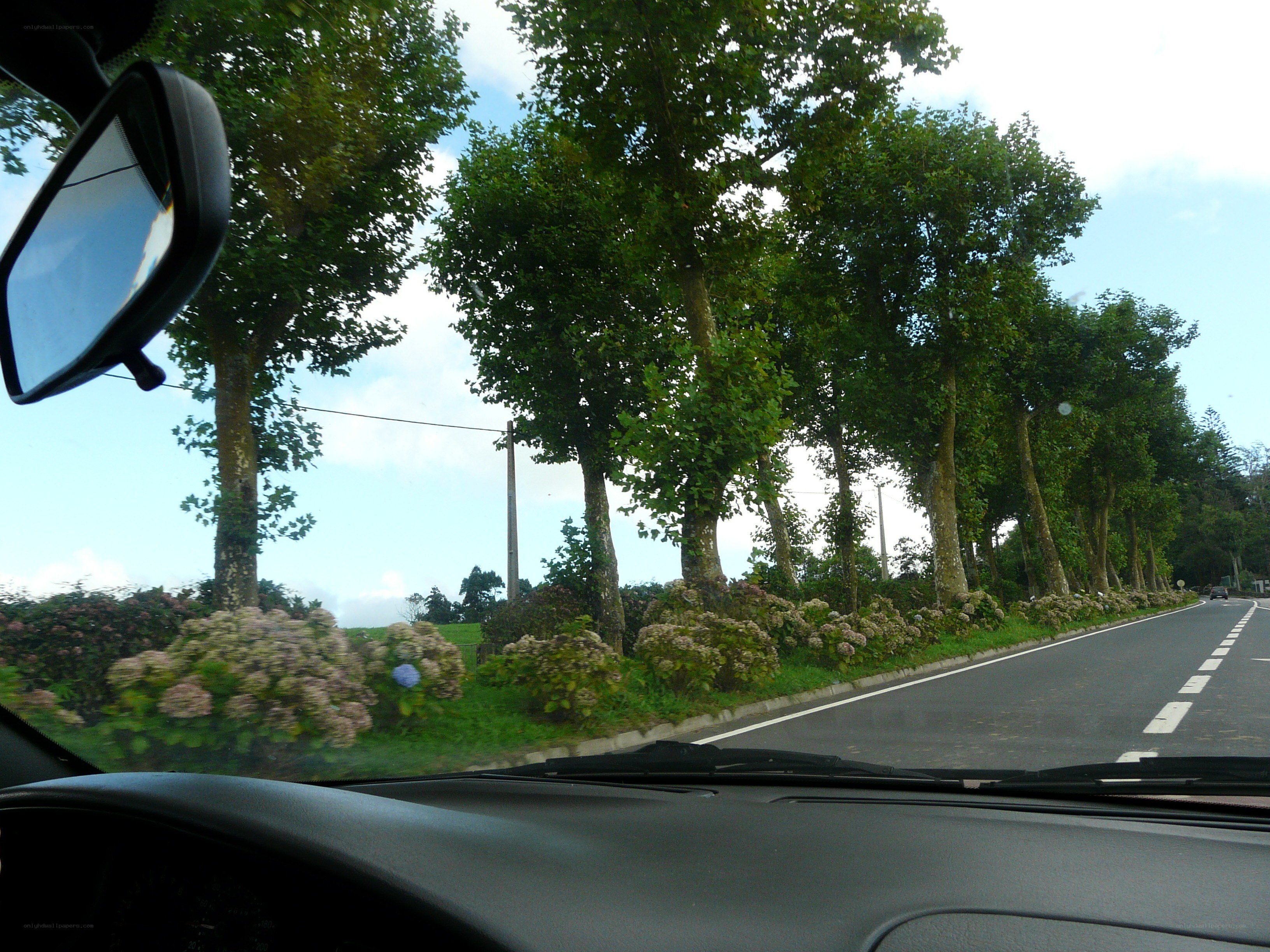 Driving on a tree-lined road