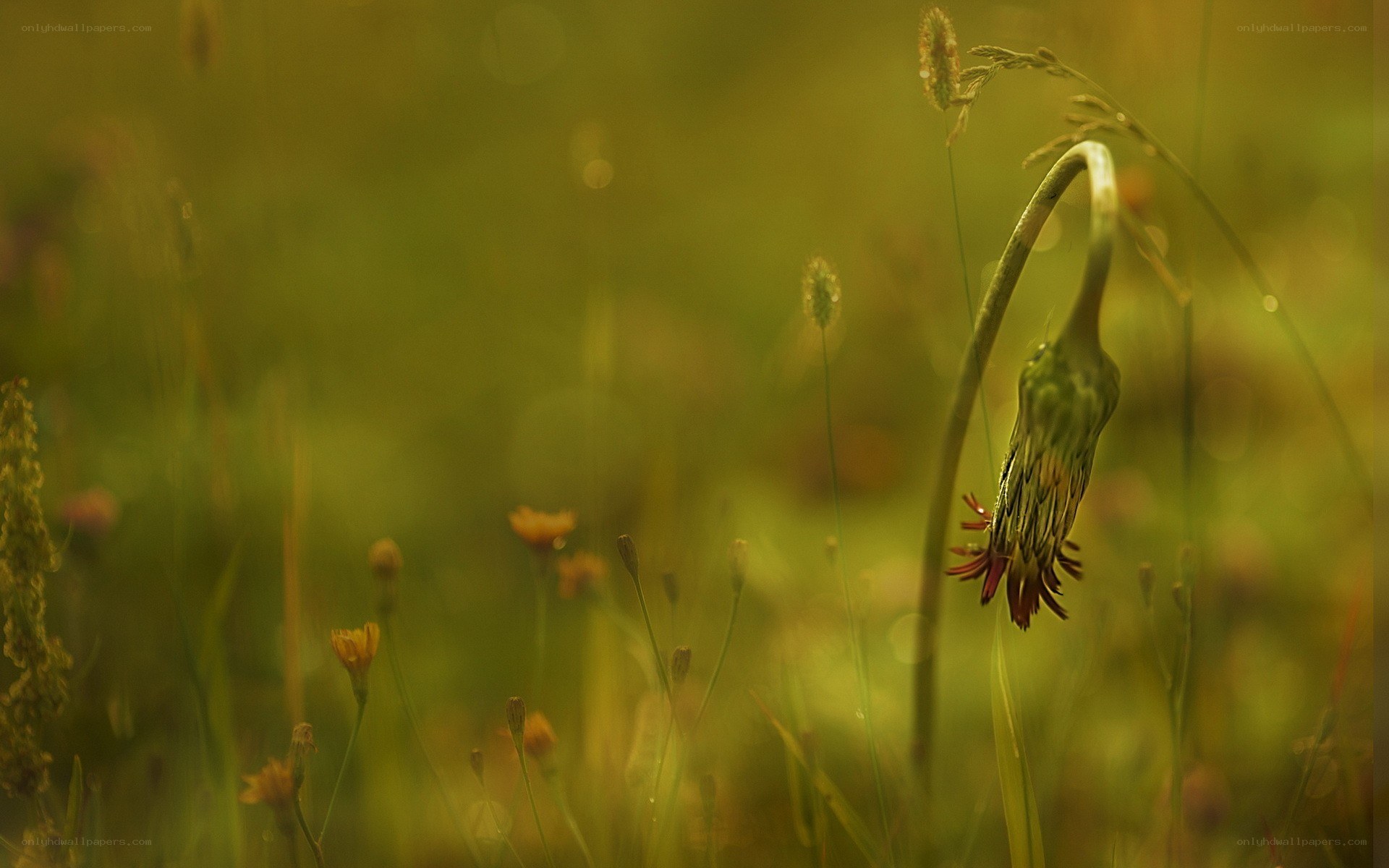 Drooping flower in a meadow