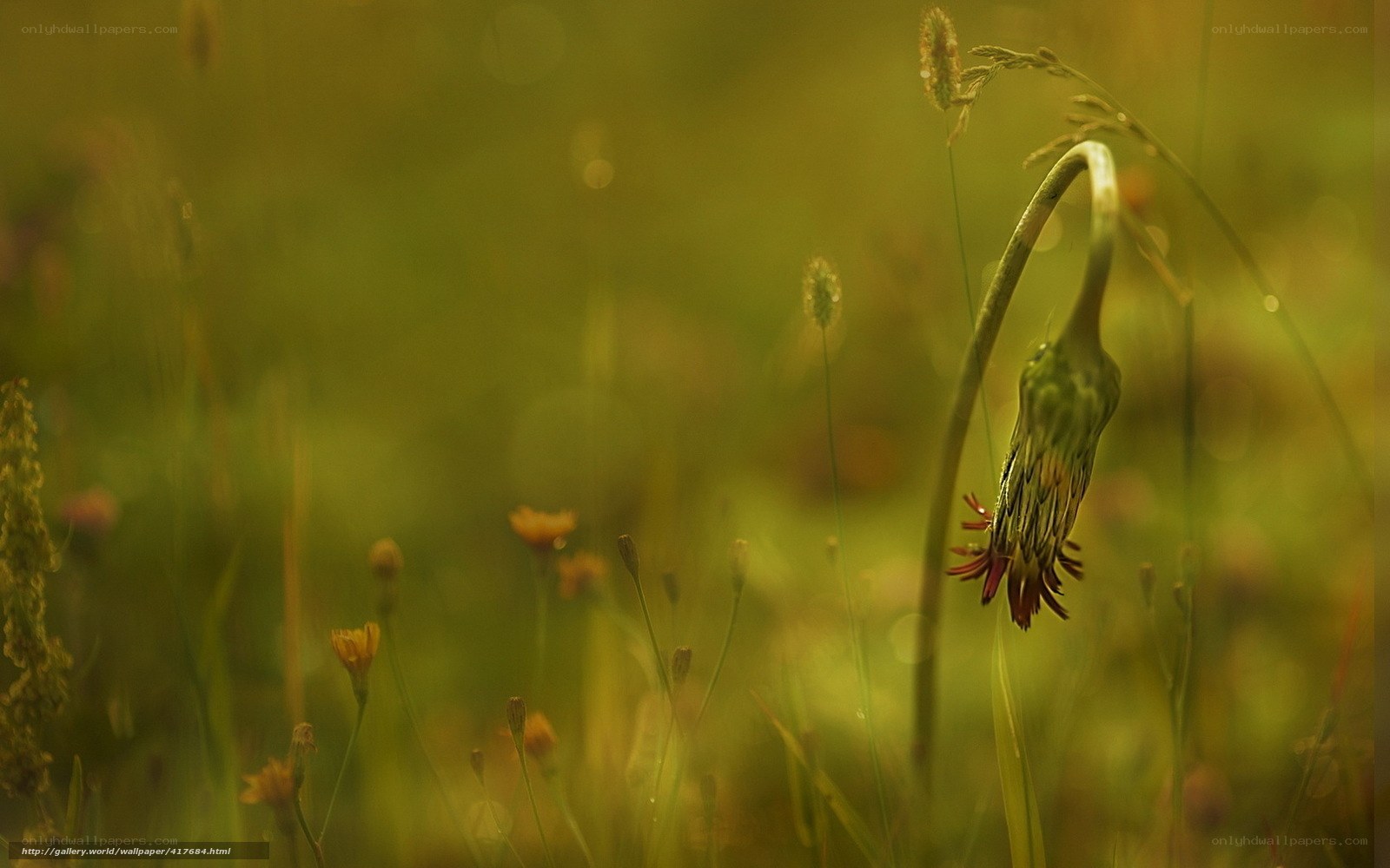 Drooping flower in golden light