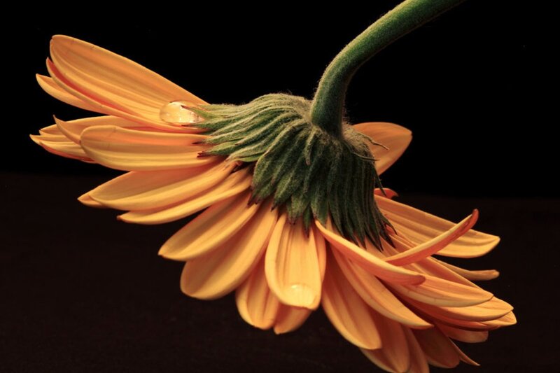 Drooping Orange Gerbera