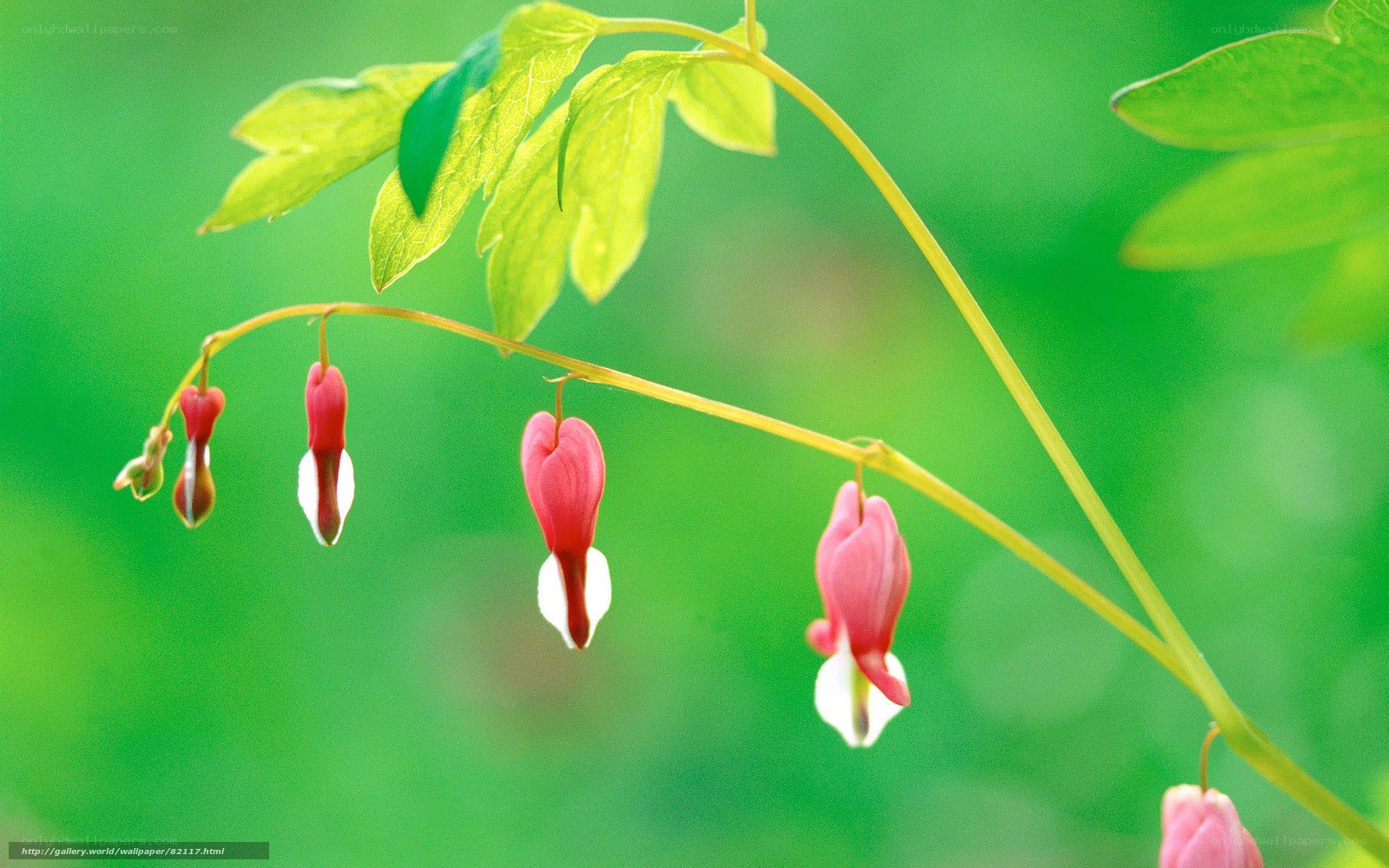 Drooping pink flowers on green stem