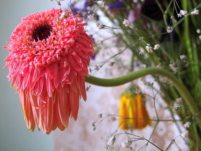 Drooping Pink Gerbera Daisy