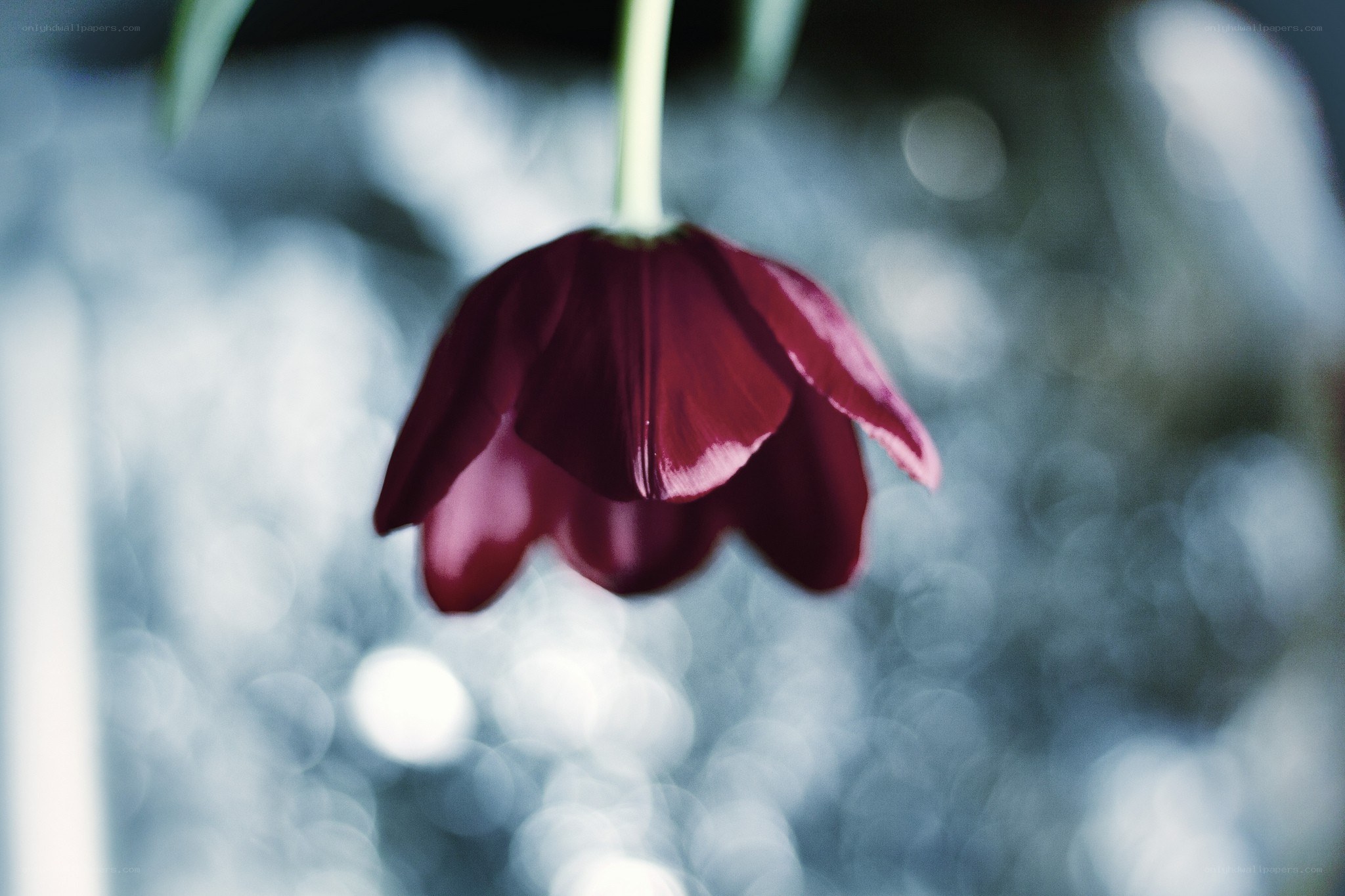 drooping red tulip flower