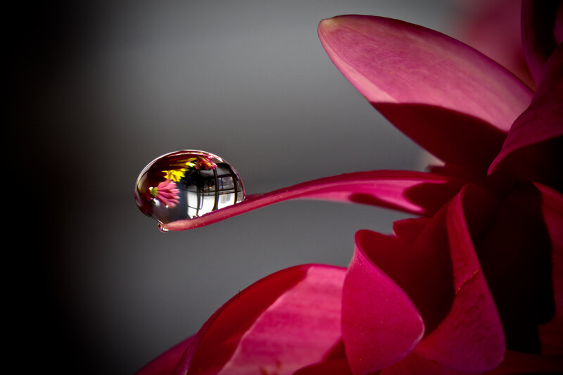 Drop of Water on Flower Petal