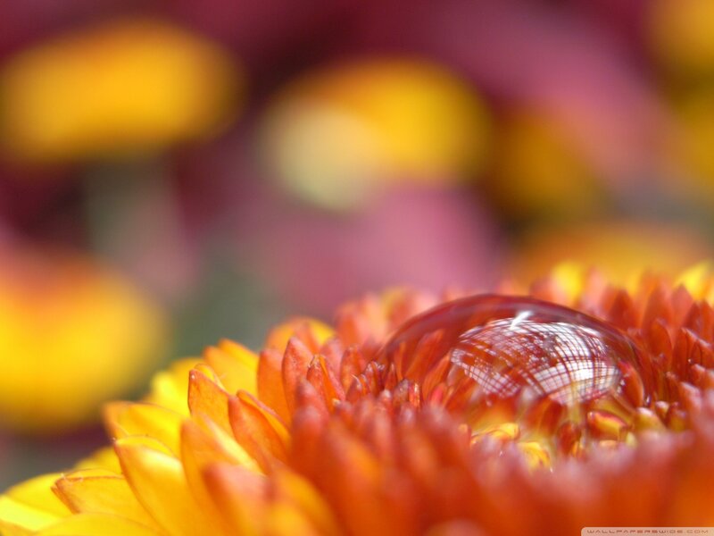 Drop of Water on Flower