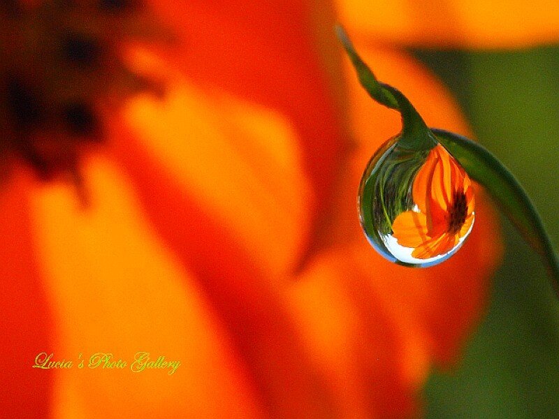 Drop of Water on Leaf — Orange
