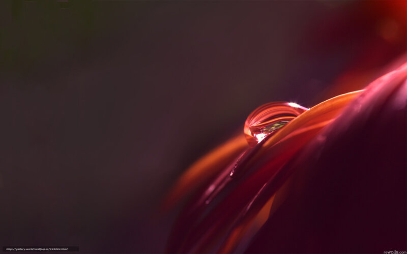 Drop of Water on Petal — Red, Dramatic