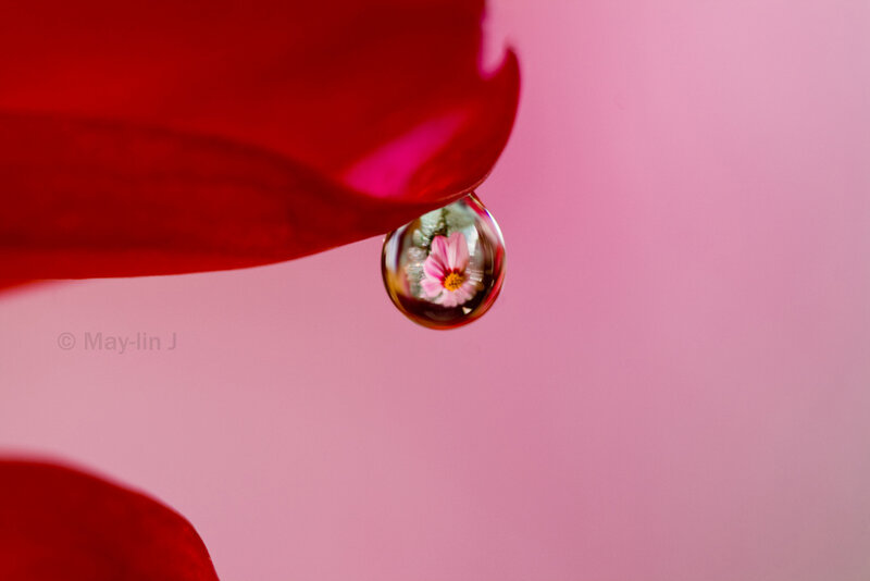Drop of Water on Petal