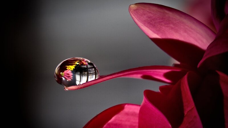 Drop on Flower Petal — Magenta