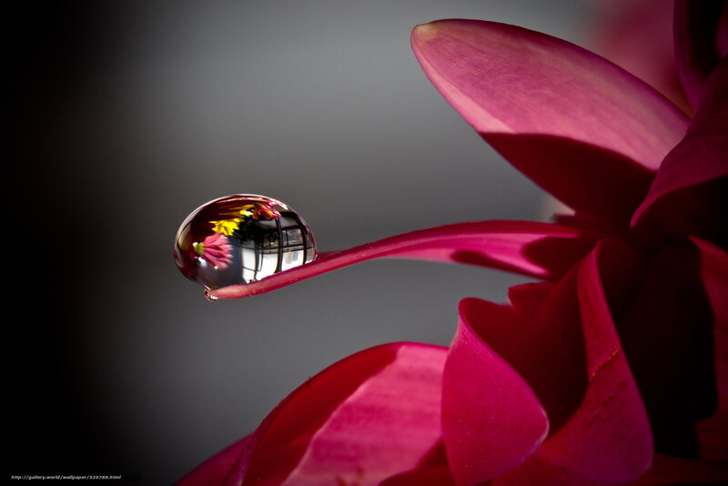 Drop on Flower Petal — Pink