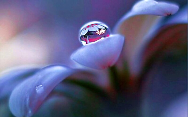 Drop on Flower Petal