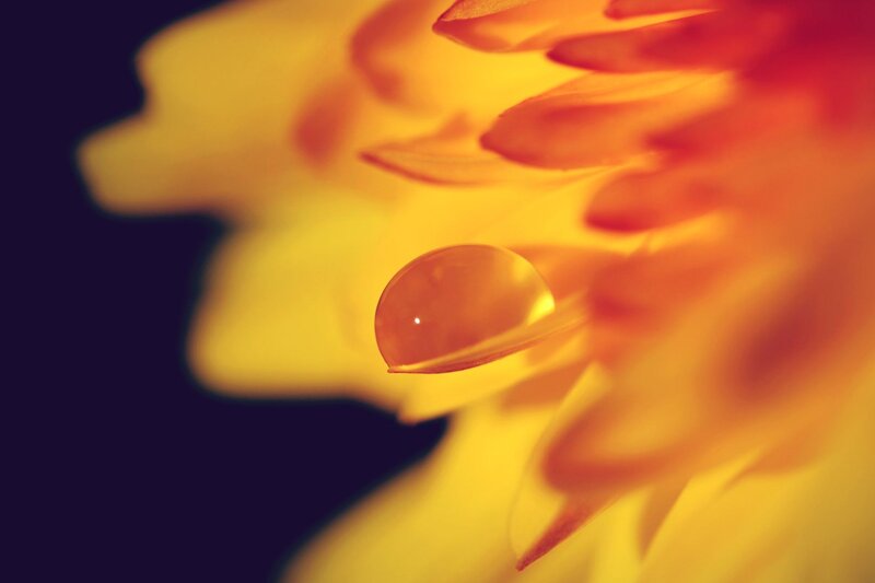 Drop on Flower Petal — Yellow