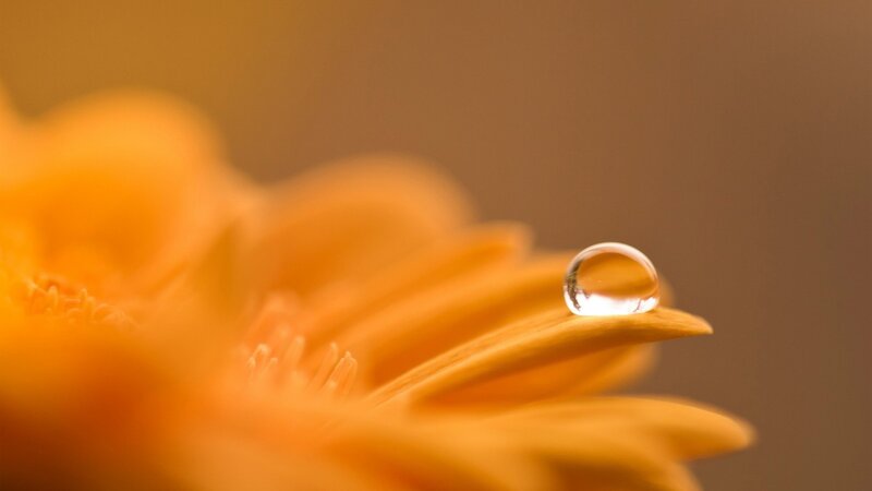 Drop on Orange Flower