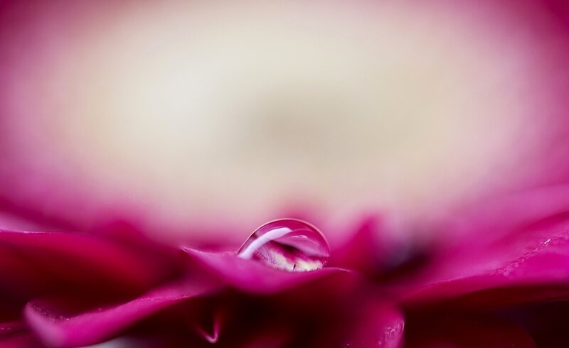 Drop on Pink Petal