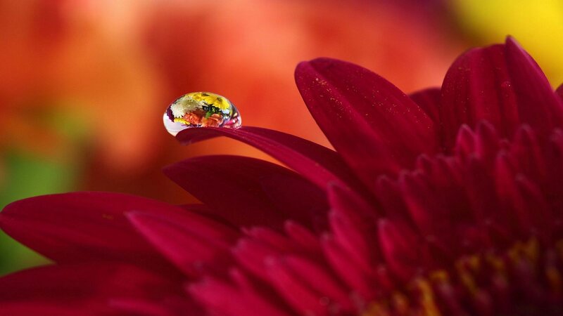 Drop on Red Flower — Serene, Photograph