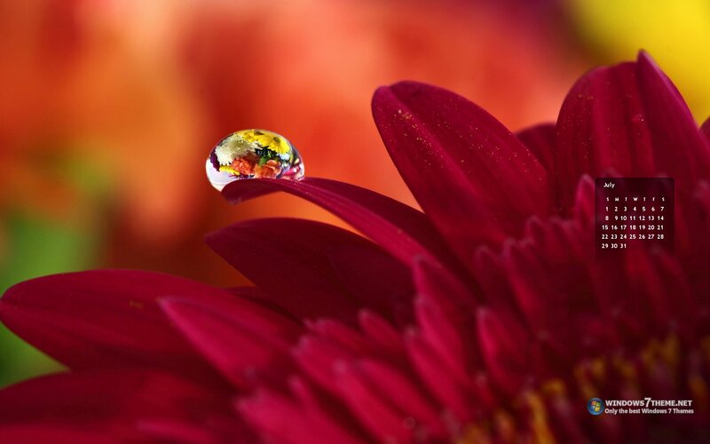 Drop on Red Flower — Serene