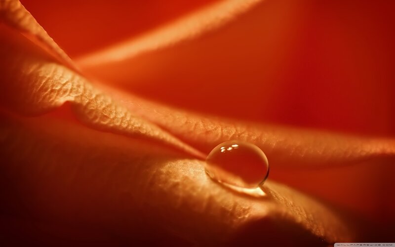 Drop on Rose Petal