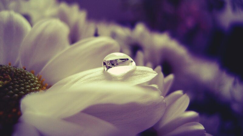 Drop on White Flower